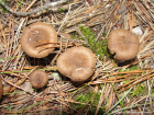 Inocybe lacera