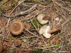 Inocybe lacera