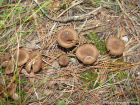 Inocybe lacera