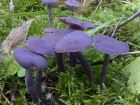 Laccaria amethystina