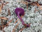 Laccaria amethystina