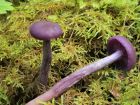 Laccaria amethystina