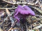 Laccaria amethystina