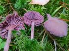 Laccaria amethystina