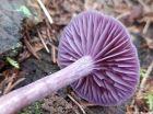 Laccaria amethystina