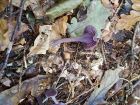 Laccaria amethystina