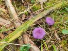 Laccaria amethystina