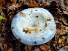 Lactarius indigo