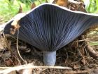 Lactarius indigo