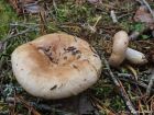 Lactarius musteus