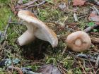 Lactarius musteus