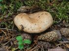 Lactarius musteus