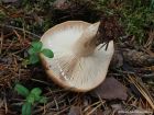 Lactarius musteus