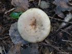 Lactarius pyrogalus
