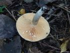 Lactarius pyrogalus