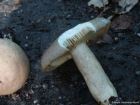 Lactarius pyrogalus