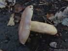 Lactarius pyrogalus