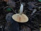 Lactarius pyrogalus