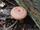 Lactarius quietus