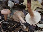 Lactarius quietus