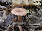 Lactarius quietus