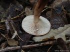 Lactarius quietus