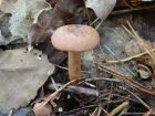 Lactarius quietus