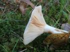 Lactarius utilis