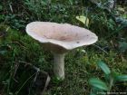 Lactarius utilis