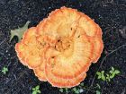 Laetiporus cincinnatus