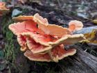 Laetiporus cincinnatus