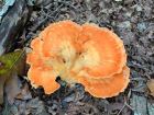 Laetiporus cincinnatus