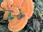 Laetiporus cincinnatus
