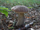 Leccinum scabrum