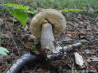 Leccinum scabrum