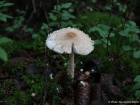 Lepiota clypeolaria