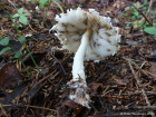 Lepiota clypeolaria