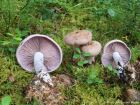 Lepista nuda