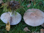 Lepista nuda