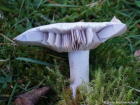 Lepista nuda