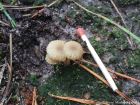 Lichenomphalia umbellifera