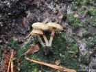 Lichenomphalia umbellifera