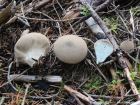 Lycoperdon molle