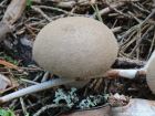 Lycoperdon molle