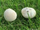 Lycoperdon pratense