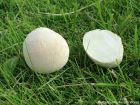 Lycoperdon pratense