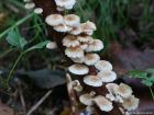 Marasmiellus ramealis