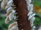 Marasmiellus ramealis