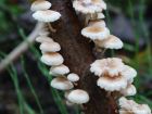 Marasmiellus ramealis
