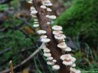 Marasmiellus ramealis